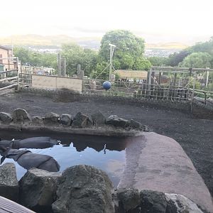 Indian rhino enclosure