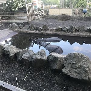 Indian rhinos in pool