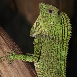 Abbott's crested lizard (Gonocephalus abbotti)