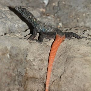 Lebombo flat lizard (Platysaurus lebomboensis)