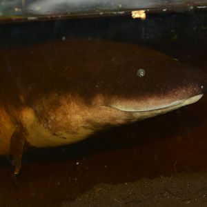 Three-toed amphiuma (Amphiuma tridactylum)
