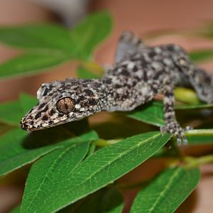 Mount Elliot leaf-tailed gecko (Phyllurus amnicola)