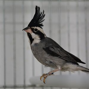 Black-crested finch (Lophospingus pusillus)