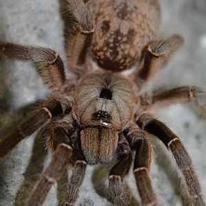 Namibian horned baboon tarantula (Ceratogyrus sanderi)