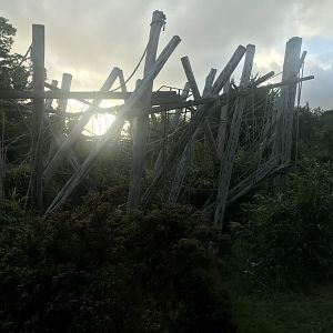 Budongo trail- Chimpanzee enclosure (2)