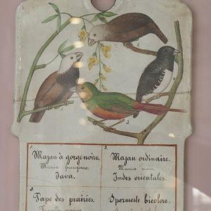 Old sign for songbirds, 2022-05-26