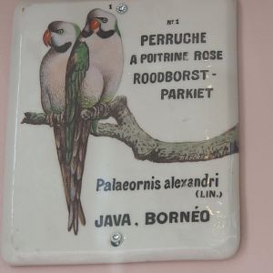 Old sign for Red-breasted parakeet, 2022-05-26