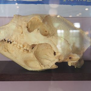Spectacled bear skull, 2022-05-26