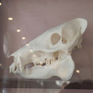 Wild boar skull, 2022-05-26