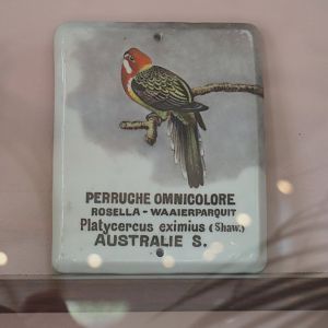 Old sign Eastern rosella, 2022-05-26
