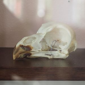 Raptor skull, 2022-05-26