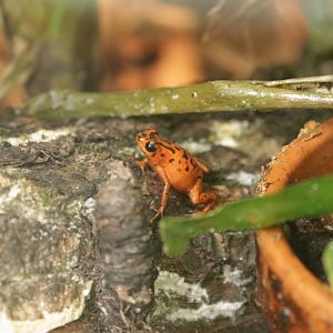 Vicente's poison frog (Oophaga vicentei)