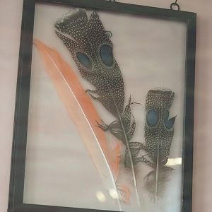 Framed Flamingo and Peacock-pheasant feathers, 2022-05-26