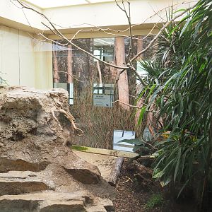Red-billed Leiothrix aviary, 2022-05-26