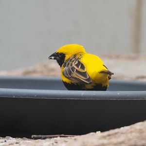 Yellow-crowned bishop (Euplectes afer), 2022-05-26