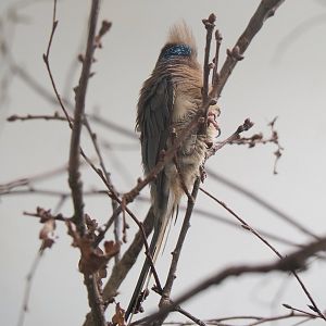 Blue-naped mousebird (Urocolius macrourus), 2022-05-26