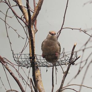 Blue-naped mousebird (Urocolius macrourus), 2022-05-26