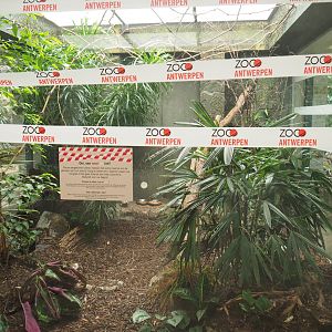 Turquoise tanager aviary with safety tape for new animals, 2022-05-26