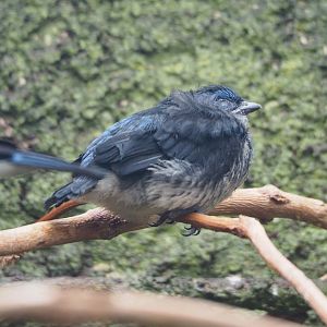 Turquoise tanager fledgling (Tangara mexicana mexicana), 2022-05-26