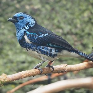 Turquoise tanager (Tangara mexicana mexicana), 2022-05-26