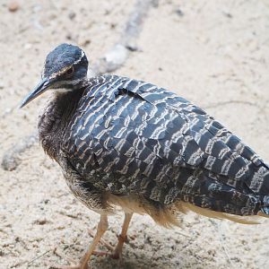 Sunbittern (Eurypyga helias), 2022-05-26