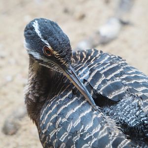 Sunbittern (Eurypyga helias), 2022-05-26