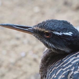 Sunbittern (Eurypyga helias), 2022-05-26