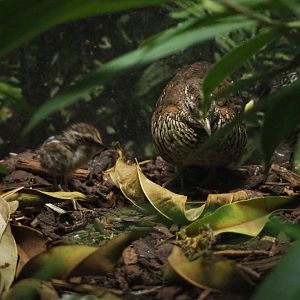 Barred buttonquail with chick (Turnix suscitator), 2022-05-26