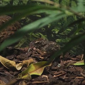 Barred buttonquail chick (Turnix suscitator)2022-05-26