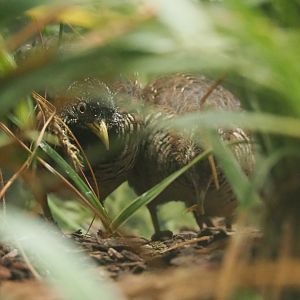 Barred buttonquail pair (Turnix suscitator)2022-05-26