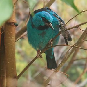 Blue Dacnis (Dacnis cayana), 2022-05-26