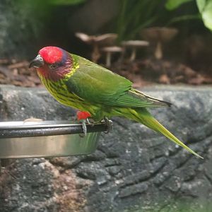 Goldie's lorikeet (Glossoptilus goldiei), 2022-05-26