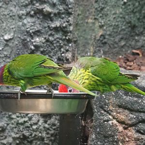 Goldie's lorikeets (Glossoptilus goldiei), 2022-05-26