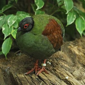 Female Crested wood partridge (Rollulus roulroul), 2022-05-26