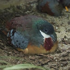 Bartlett’s bleeding-heart pigeon (Gallicolumba crinigera), 2022-05-26