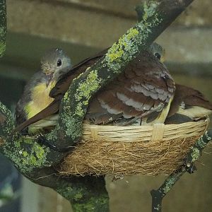 Cinnamon ground-doves (Gallicolumba rufigula)2022-05-26