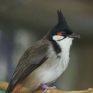 Red-whiskered bulbul (Pycnonotus jocosus), 2022-05-26