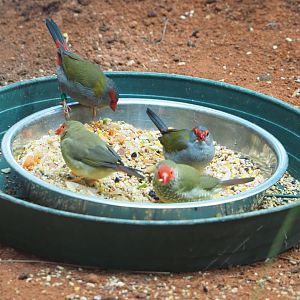 Star finches (Bathilda ruficauda) and Red-browed firetails (Neochmia temporalis) on feeding dish, 2022-05-26
