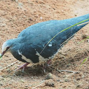 Wonga pigeon (Leucosarcia melanoleuca), 2022-05-26