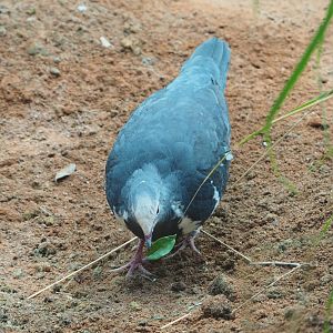 Wonga pigeon (Leucosarcia melanoleuca), 2022-05-26