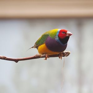 Gouldian finch (Chloebia gouldiae), 2022-05-26