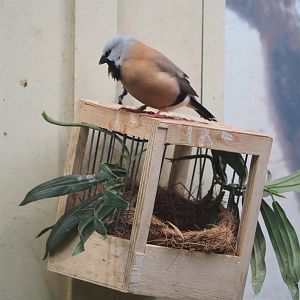 Black-throated finch (Poephila cincta), 2022-05-26