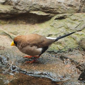 Masked finch (Poephila personata), 2022-05-26
