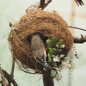 Timor zebra finch (Taeniopygia guttata guttata), 2022-05-26