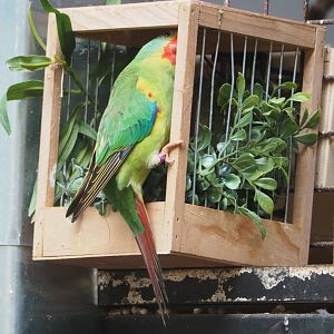 Swift parrot (Lathamus discolor), 2022-05-26