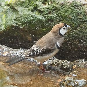 Double-barred finch (Stizoptera bichenovii), 2022-05-26