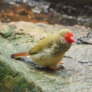 Star finch (Bathilda ruficauda), 2022-05-26