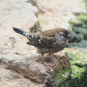 Plum-headed finch (Aidemosyne modesta), 2022-05-26