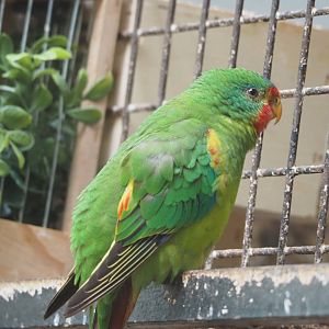 Swift parrot (Lathamus discolor), 2022-05-26