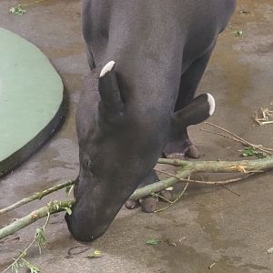 Malayan tapir (Tapirus indicus), 2022-05-26